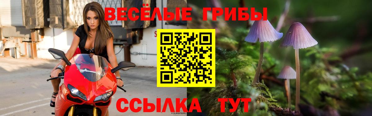Псилоцибиновые грибы Cubensis  Вход с VPN  Кувандык  Псилоцибиновые грибы GOLDEN TEACHER 